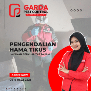 Jasa Pengendalian Hama Tikus